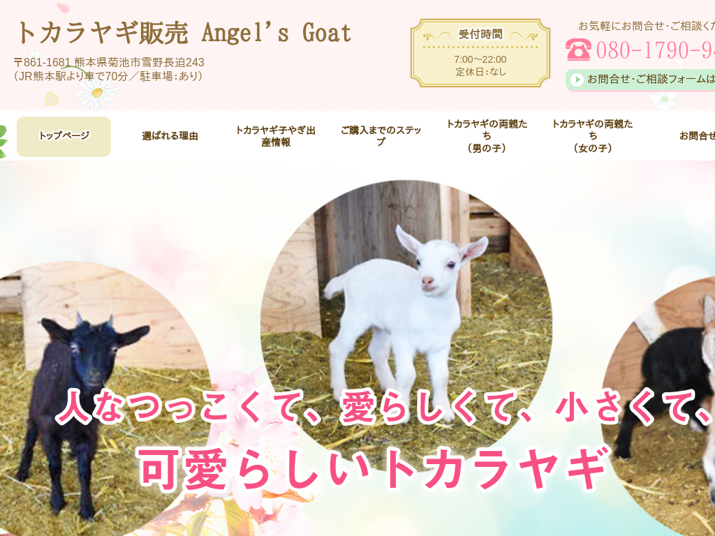 熊本県菊池市の　トカラヤギ（小型ヤギ）販売 Angel&#39;s Goat